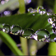 photo "Droplets"