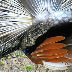 photo "Reverse of the peacock."