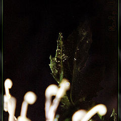 photo "The experience severe in a gloom dressed.."