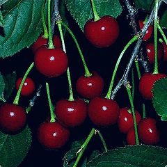 photo "Kirchen"