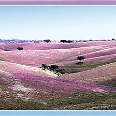 photo "Lilac field"