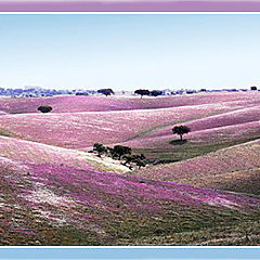 фото "Lilac field"