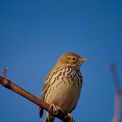 фото "Anthus pratensis"