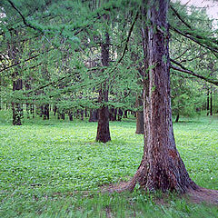 photo "Deep forest"