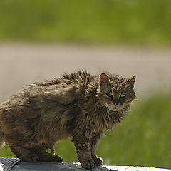 photo "Factory cat"