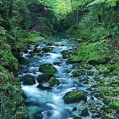 photo "Creek"