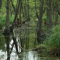 photo "swamp"