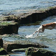 photo "The great jump"