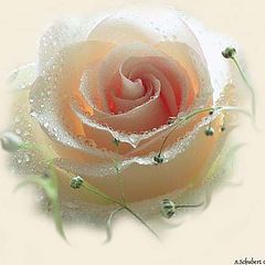 фото ""Rose""