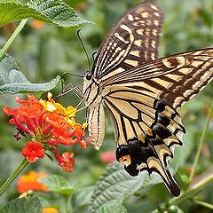 photo "Butterfly & Flowers"