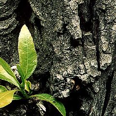 photo "Origin of life"