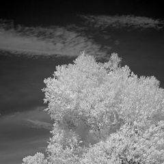 photo "Proud Tree"