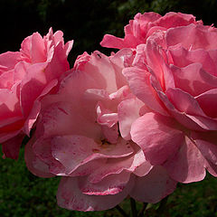 photo "rosas"