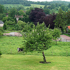 photo "Green, green and green! :))"
