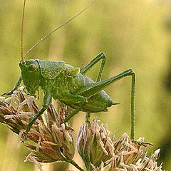 photo "Inhabitant of Boboshin meadow"