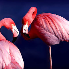 photo "Flamingos"