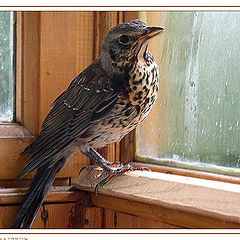 photo "And behind a window a rain..."