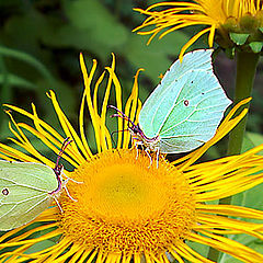 photo "Courtships..."