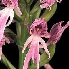 photo "Orchis italica"