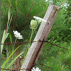 фото "Leaning in Green"