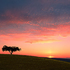 photo "Field nightfall"