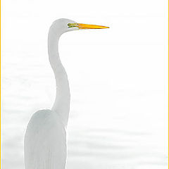 photo "Snowy Egret 1."