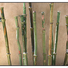 photo "Bamboos"