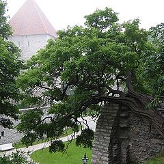 фото "Таллинские туманные зарисовки. Зелёное"