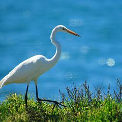 photo "Egret in Montana de Oro California."