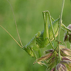 photo "Inhabitant of Boboshin meadow"