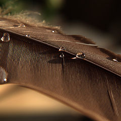 photo "Feather Droplets."
