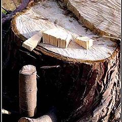 photo "Tree-stump"