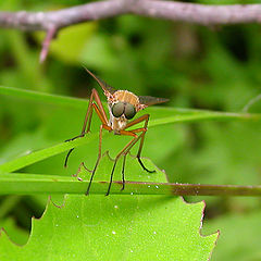 photo "Deciding game with Agent"