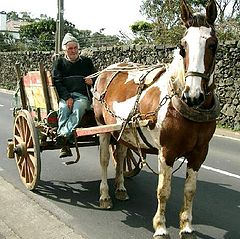 фото "Milkman"