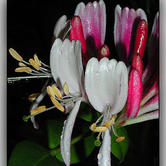 photo "Two under a rain"