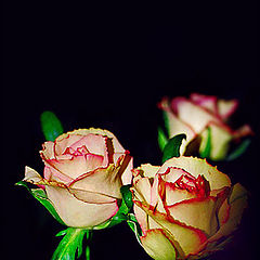 photo "Twilight"