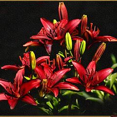 photo "Red Lilies"