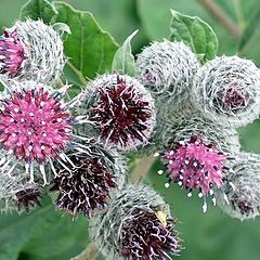 photo "Simple burdock."