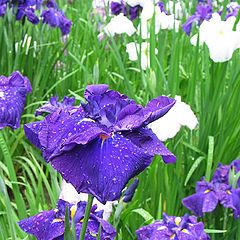 photo "Purple Flowers"