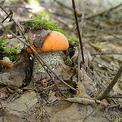 photo "Young mushroom"