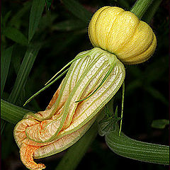 фото "Pumpkin in Progress"