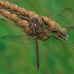 photo "Dragonfly"