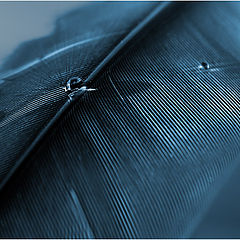 фото "Evening Droplets on Feather."