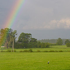 photo "Rainbow and storks"