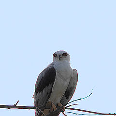 photo "White-tailed Kite"