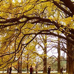 photo "Enjoy the big tree"