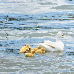 photo "mother s love"