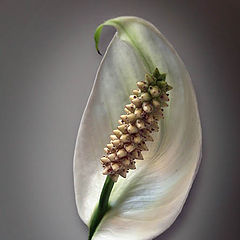 photo "Spathiphyllum"