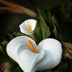 фото "Calla lillies among the palms"