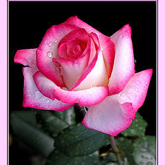 photo "rose"
